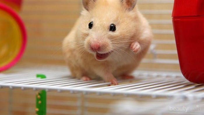 Dear Ladies, Ini Dia 6 Panduan Mudah untuk Merawat Hamster! Dear Ladies, Ini Dia 6 Panduan Mudah untuk Merawat Hamster!