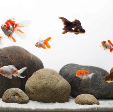 img-title Tips Memelihara Ikan Mas Koki Agar Mampu Bertahan Hidup Lama