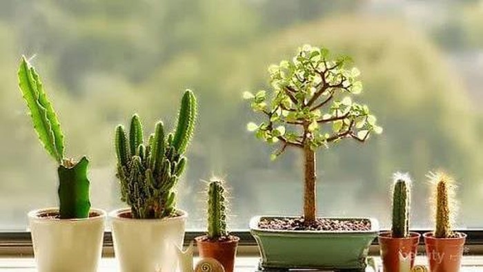 5 Tips Berkebun untuk Pemula yang Belum Kamu Ketahui