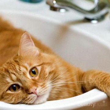 Cara Mudah Memandikan Kucing Peliharaan di Rumah yang Perlu Kamu Ketahui