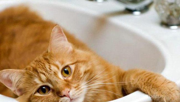 Cara Mudah Memandikan Kucing Peliharaan di Rumah yang Perlu Kamu Ketahui
