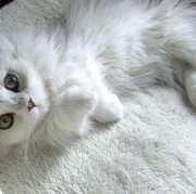 5 Tips Jitu Merawat Kucing Anggora