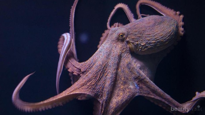 6 Hewan Peliharaan Unik Para Selebriti yang Tak Disangka-sangka