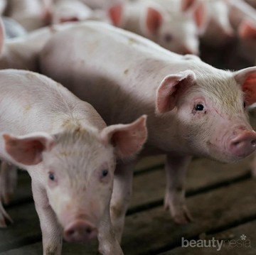 Bahaya Makan Daging Babi yang Perlu Diwaspadai