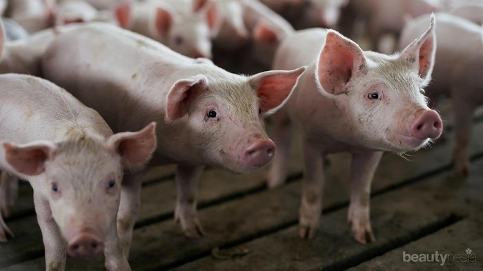 Bahaya Makan Daging Babi yang Perlu Diwaspadai