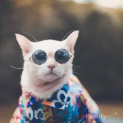 Para Majikan Wajib Tahu, Inilah Penyebab Kucing Pergi dari Rumah