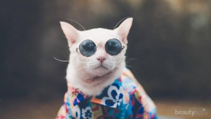 Para Majikan Wajib Tahu, Inilah Penyebab Kucing Pergi dari Rumah