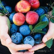 Baik untuk Kesehatan, Ini Daftar Manfaat Buah Plum