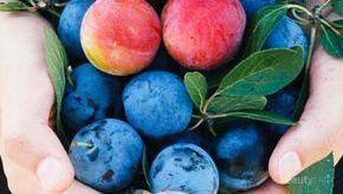 Baik untuk Kesehatan, Ini Daftar Manfaat Buah Plum