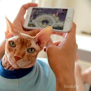 Terlihat Sangar dan Unik, Inilah Fakta Lain dari Kucing Sphynx