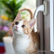 Cat Lovers Perlu Tahu, Ini Cara Kucing Berkomunikasi Melalui Gerakan Ekornya!