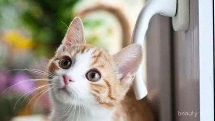 Cat Lovers Perlu Tahu, Ini Cara Kucing Berkomunikasi Melalui Gerakan Ekornya!