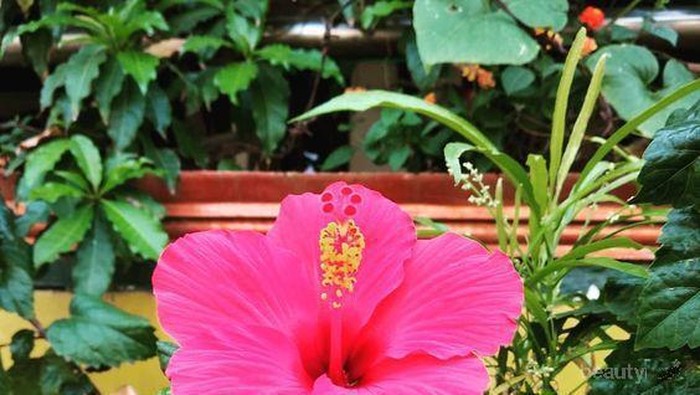 Baik untuk Kesehatan, Ini 5 Manfaat Bunga Kembang Sepatu