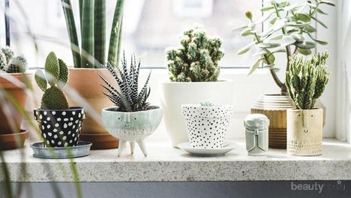 5 Rekomendasi Tanaman Hias yang Cocok di dalam Ruangan
