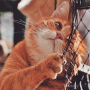 Ternyata Sifat Kucing Bisa Kamu Kenali Lewat Warna Bulu, Ini 5 Penjelasannya!