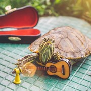 Gemas! Kenalan Sama Squishy dan Honey, Kura-kura Kekinian yang Gemar Beraktivitas