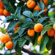 BaikuUntuk Kesehatan, Ini 7 Manfaat Jeruk Mandarin