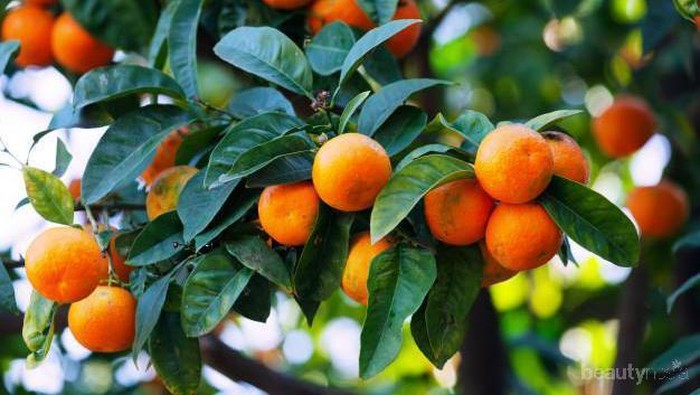 BaikuUntuk Kesehatan, Ini 7 Manfaat Jeruk Mandarin