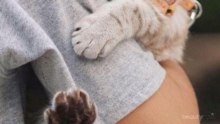 Waspadai 5 Hal Ini Jika Kucing Peliharaan Mengeong Terus-menerus!