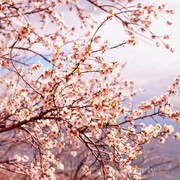 Manfaat Bunga Sakura untuk Kecantikan, Simak Yuk!