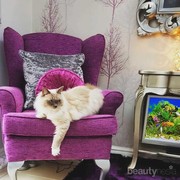 Deretan Hotel Mewah Khusus untuk Kucing dari Berbagai Negara, Intip Yuk!