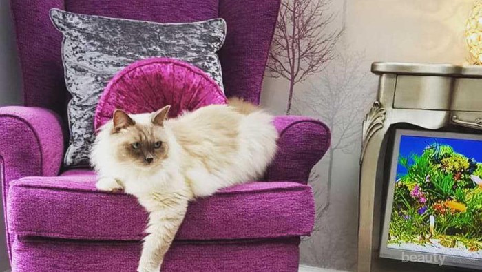 Deretan Hotel Mewah Khusus untuk Kucing dari Berbagai Negara, Intip Yuk!