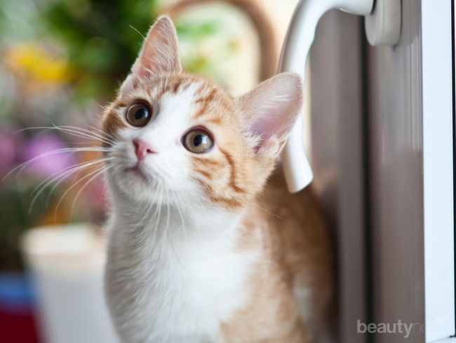 Punya Rumah Kecil dan Ingin Pelihara Kucing? Simak Tipsnya Berikut Ini