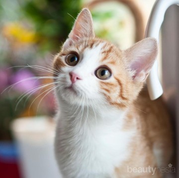 Punya Rumah Kecil dan Ingin Pelihara Kucing? Simak Tipsnya Berikut Ini