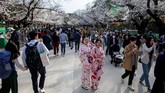 FOTO: Pikat Mekar Sakura di Tengah Pandemi Corona Di tengah-tengah upaya mengurangi kerumunan massa, bunga sakura bermekaran dan mengundang warga Jepang untuk pergi menikmatinya.