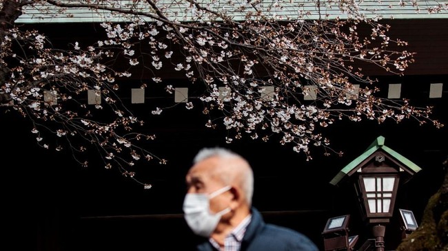 A man walks under the cherry blossoms at Yasukuni Shrine in Tokyo on March 22, 2020. (Photo by Behrouz MEHRI / AFP)