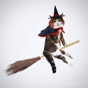 5 Kucing Menggemaskan Ini Tetap Ceria Walaupun Memiliki Kelainan Fisik