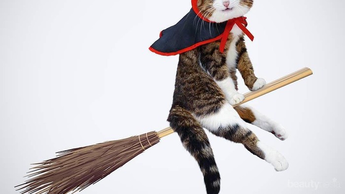 5 Kucing Menggemaskan Ini Tetap Ceria Walaupun Memiliki Kelainan Fisik