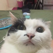 Lagi Viral, Bintik si Kucing Selebtweet Ini Punya Followers Ratusan Ribu
