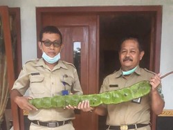 Petai Raksasa Misterius di Banjarnegara Jangan Dimakan!