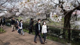 6 Cara Nikmati Mekar Bunga Sakura dari Jepang Sampai Wuhan