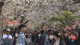 VIDEO: 'Pesta Sakura' Warga Jepang di Tengah Corona