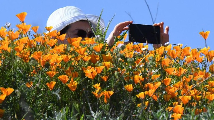 A visitors takes a photo of a wildflower 