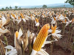 Anggaran Dipangkas Rp 3 T, Kementan Bisa Jaga Pangan saat Corona?