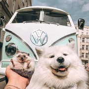 Tak Kalah dengan Selebgram, Instagram 6 Hewan Ini Diisi Kumpulan Foto Travel Seru, Lho!