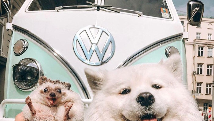 Tak Kalah dengan Selebgram, Instagram 6 Hewan Ini Diisi Kumpulan Foto Travel Seru, Lho!