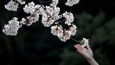 FOTO: Pikat Mekar Sakura di Tengah Pandemi Corona Di tengah-tengah upaya mengurangi kerumunan massa, bunga sakura bermekaran dan mengundang warga Jepang untuk pergi menikmatinya.