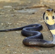 Sempat Resahkan Warga, Ternyata Ini Jenis Ular Kobra Paling Berbisa di Dunia