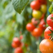 Cobain Yuk, Resep Ubah Tomat Jadi Santapan Lezat!