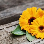 Sering Terdapat dalam Bahan Skincare, Ini Manfaat Bunga Calendula untuk Kecantikan Kulit