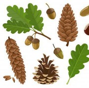 Manfaat Minyak Pinus yang Perlu Kamu Ketahui