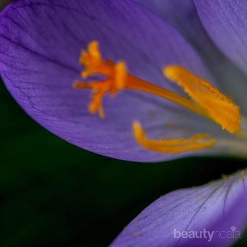 Mengenal Rempah Saffron dan Manfaatnya untuk Kecantikan