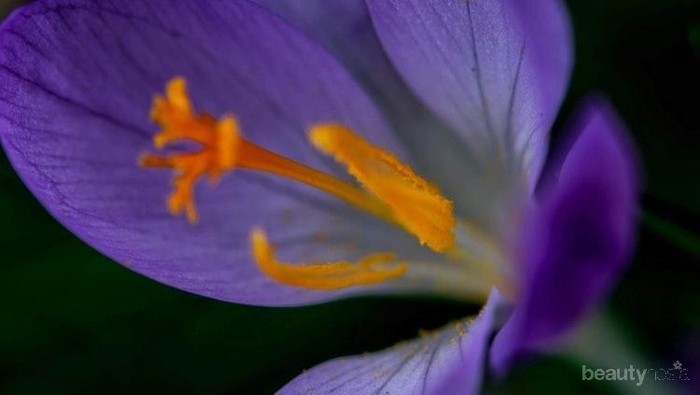 Mengenal Rempah Saffron dan Manfaatnya untuk Kecantikan