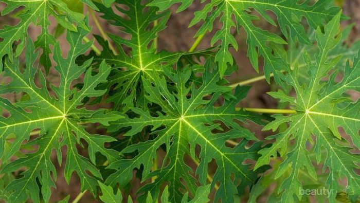 Dihindari karena Rasanya yang Pahit, Simak Manfaat Daun Pepaya bagi Kesehatan