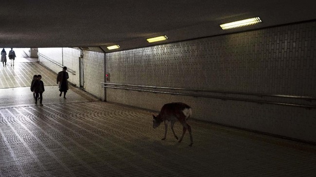 FOTO: Rusa Nara Berjalan Bebas di Tengah Pandemi Corona