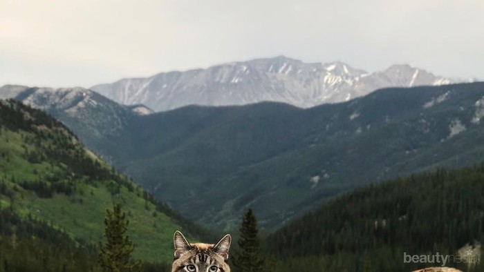 Kenalin Henry dan Baloo, Anjing dan Kucing yang Hobi Berpetualang!